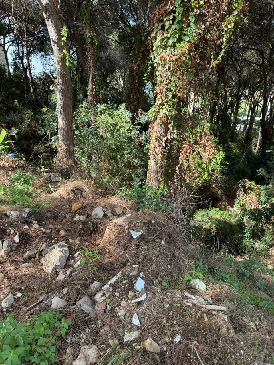 Overgrown private plots between Street 7 and Street 8 in Rabieh, a fire risk